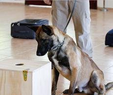 Special Trained Detection Dogs