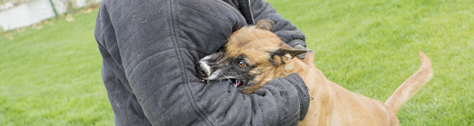 Protection and Patrol Dog Handlers Training Services