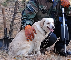 Mine Detection Dogs
